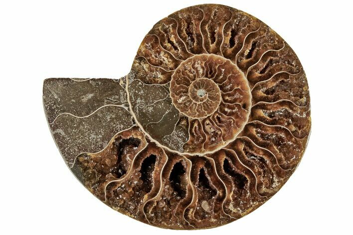 Cut & Polished Ammonite Fossil (Half) - Crystal Filled Chambers #191672